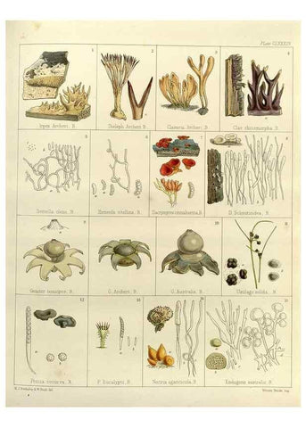 Reproducción/Reproduction 32986910041: The botany of the Antarctic voyage of H.M. discovery ships Erebus and Terror in the Years 1839-1843. London :Reeve Brothers,1844-1860.