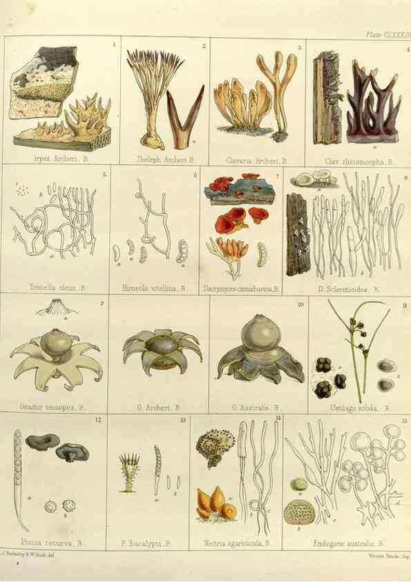 Reproducción/Reproduction 32986910041: The botany of the Antarctic voyage of H.M. discovery ships Erebus and Terror in the Years 1839-1843. London :Reeve Brothers,1844-1860.