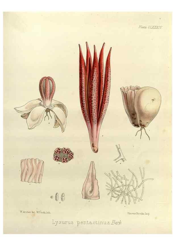 Reproducción/Reproduction 32986911661: The botany of the Antarctic voyage of H.M. discovery ships Erebus and Terror in the Years 1839-1843. London :Reeve Brothers,1844-1860.
