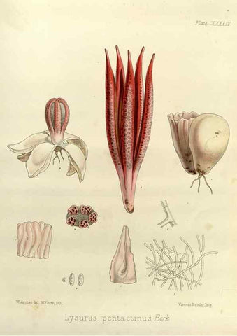 Reproducción/Reproduction 32986911661: The botany of the Antarctic voyage of H.M. discovery ships Erebus and Terror in the Years 1839-1843. London :Reeve Brothers,1844-1860.