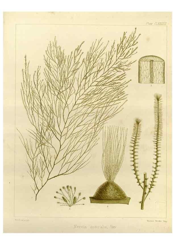 Reproducción/Reproduction 32298159313: The botany of the Antarctic voyage of H.M. discovery ships Erebus and Terror in the Years 1839-1843. London :Reeve Brothers,1844-1860.