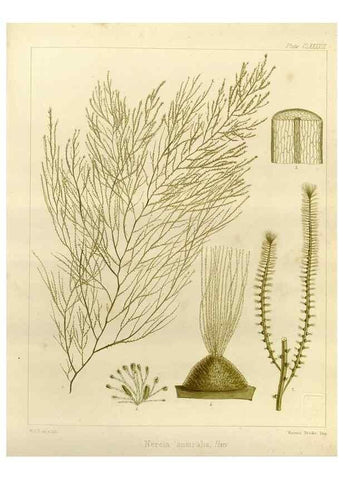 Reproducción/Reproduction 32298159313: The botany of the Antarctic voyage of H.M. discovery ships Erebus and Terror in the Years 1839-1843. London :Reeve Brothers,1844-1860.