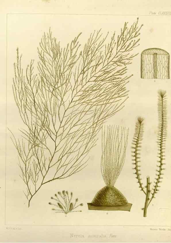 Reproducción/Reproduction 32298159313: The botany of the Antarctic voyage of H.M. discovery ships Erebus and Terror in the Years 1839-1843. London :Reeve Brothers,1844-1860.
