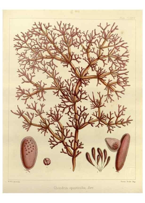 Reproducción/Reproduction 32298161003: The botany of the Antarctic voyage of H.M. discovery ships Erebus and Terror in the Years 1839-1843. London :Reeve Brothers,1844-1860.