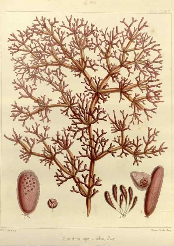 Reproducción/Reproduction 32298161003: The botany of the Antarctic voyage of H.M. discovery ships Erebus and Terror in the Years 1839-1843. London :Reeve Brothers,1844-1860.