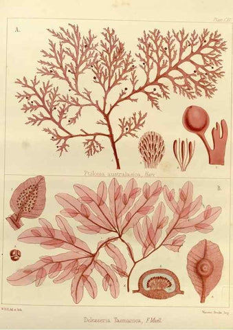 Reproducción/Reproduction 32298164823: The botany of the Antarctic voyage of H.M. discovery ships Erebus and Terror in the Years 1839-1843. London :Reeve Brothers,1844-1860.