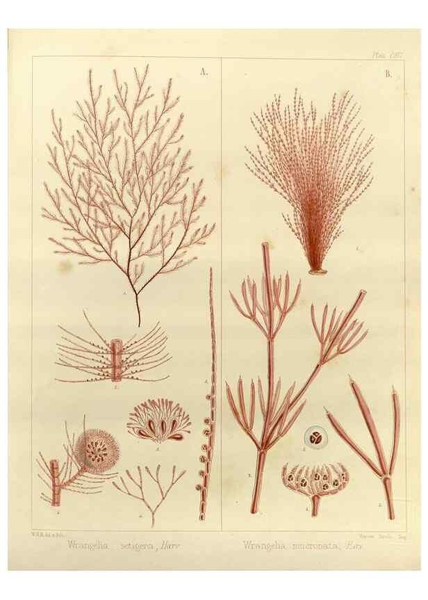 Reproducción/Reproduction 32986927071: The botany of the Antarctic voyage of H.M. discovery ships Erebus and Terror in the Years 1839-1843. London :Reeve Brothers,1844-1860.