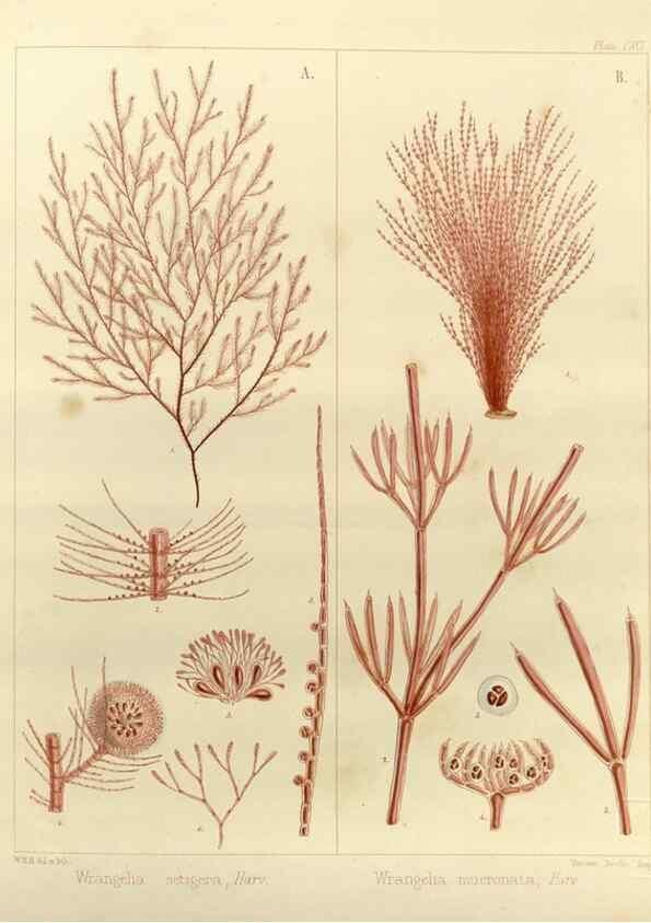 Reproducción/Reproduction 32986927071: The botany of the Antarctic voyage of H.M. discovery ships Erebus and Terror in the Years 1839-1843. London :Reeve Brothers,1844-1860.