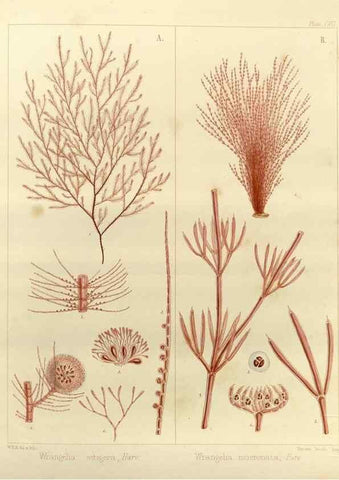 Reproducción/Reproduction 32986927071: The botany of the Antarctic voyage of H.M. discovery ships Erebus and Terror in the Years 1839-1843. London :Reeve Brothers,1844-1860.