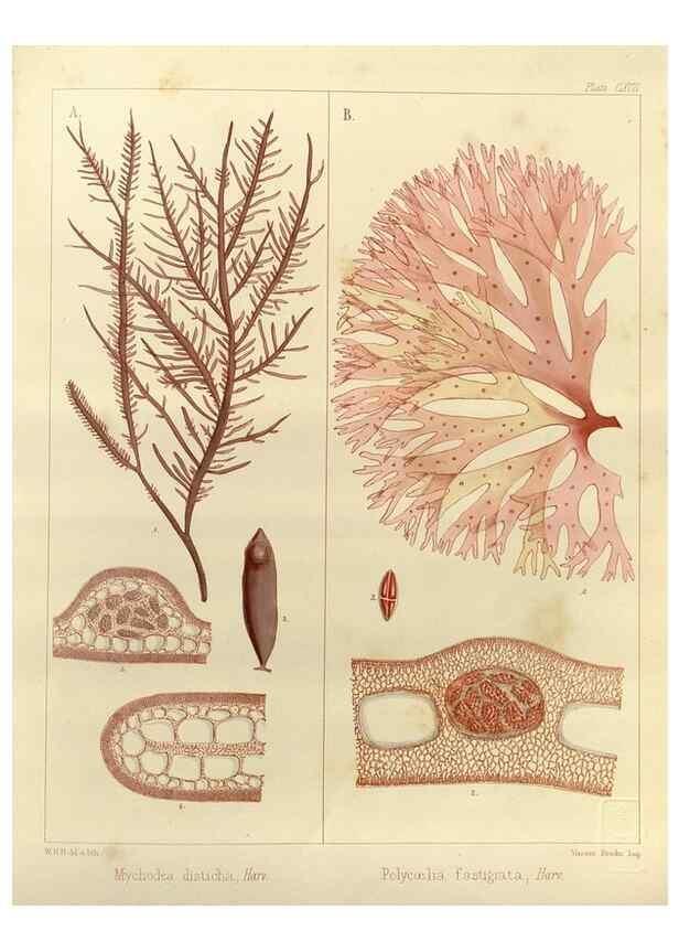 Reproducción/Reproduction 32986929081: The botany of the Antarctic voyage of H.M. discovery ships Erebus and Terror in the Years 1839-1843. London :Reeve Brothers,1844-1860.