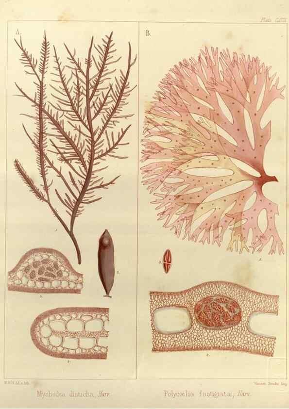 Reproducción/Reproduction 32986929081: The botany of the Antarctic voyage of H.M. discovery ships Erebus and Terror in the Years 1839-1843. London :Reeve Brothers,1844-1860.
