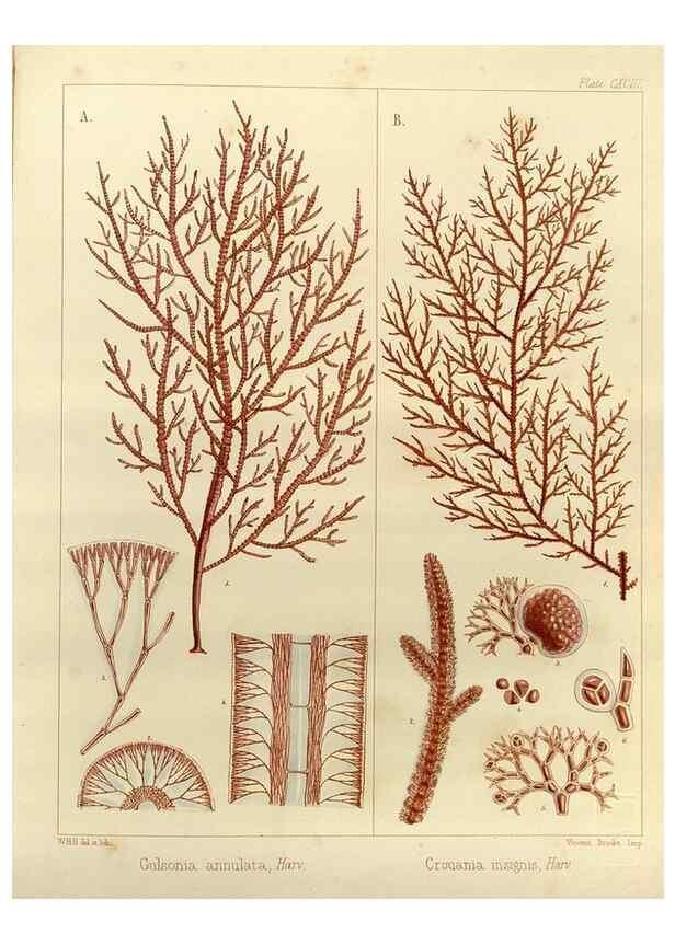 Reproducción/Reproduction 32986930741: The botany of the Antarctic voyage of H.M. discovery ships Erebus and Terror in the Years 1839-1843. London :Reeve Brothers,1844-1860.
