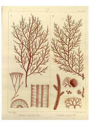 Reproducción/Reproduction 32986930741: The botany of the Antarctic voyage of H.M. discovery ships Erebus and Terror in the Years 1839-1843. London :Reeve Brothers,1844-1860.