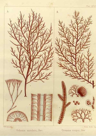 Reproducción/Reproduction 32986930741: The botany of the Antarctic voyage of H.M. discovery ships Erebus and Terror in the Years 1839-1843. London :Reeve Brothers,1844-1860.