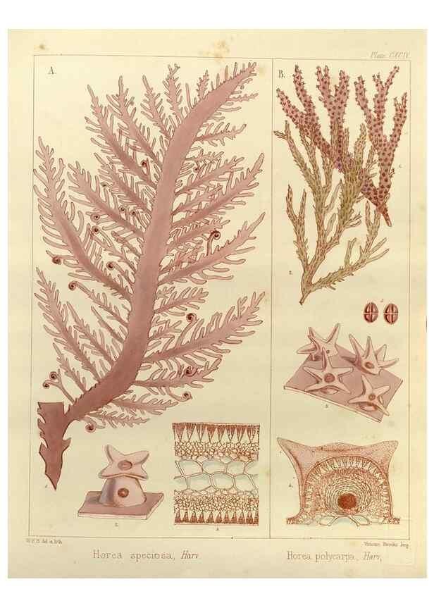 Reproducción/Reproduction 32986932651: The botany of the Antarctic voyage of H.M. discovery ships Erebus and Terror in the Years 1839-1843. London :Reeve Brothers,1844-1860.