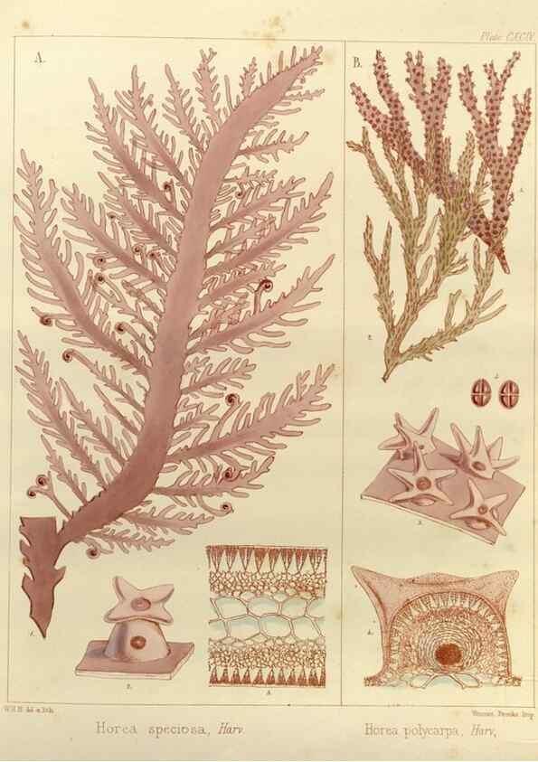 Reproducción/Reproduction 32986932651: The botany of the Antarctic voyage of H.M. discovery ships Erebus and Terror in the Years 1839-1843. London :Reeve Brothers,1844-1860.