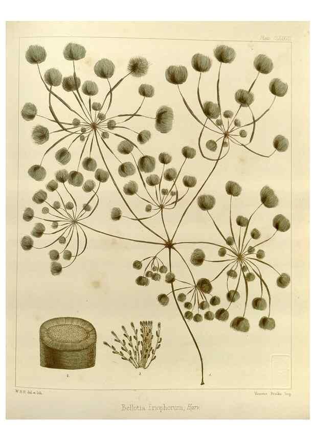 Reproducción/Reproduction 32268541444: The botany of the Antarctic voyage of H.M. discovery ships Erebus and Terror in the Years 1839-1843. London :Reeve Brothers,1844-1860.