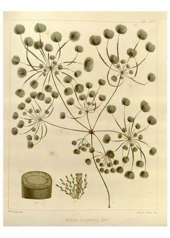 Reproducción/Reproduction 32268541444: The botany of the Antarctic voyage of H.M. discovery ships Erebus and Terror in the Years 1839-1843. London :Reeve Brothers,1844-1860.
