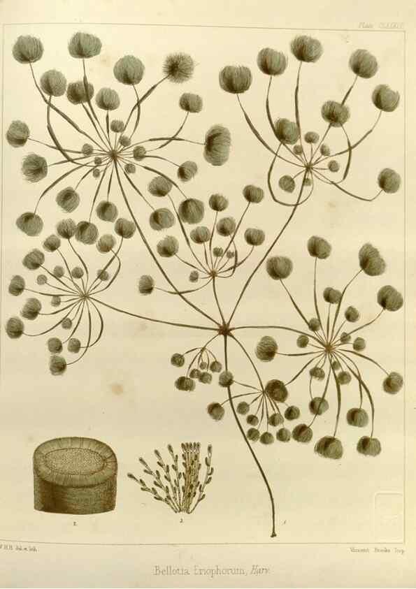 Reproducción/Reproduction 32268541444: The botany of the Antarctic voyage of H.M. discovery ships Erebus and Terror in the Years 1839-1843. London :Reeve Brothers,1844-1860.