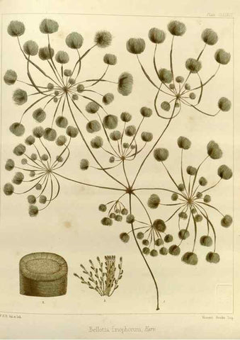 Reproducción/Reproduction 32268541444: The botany of the Antarctic voyage of H.M. discovery ships Erebus and Terror in the Years 1839-1843. London :Reeve Brothers,1844-1860.