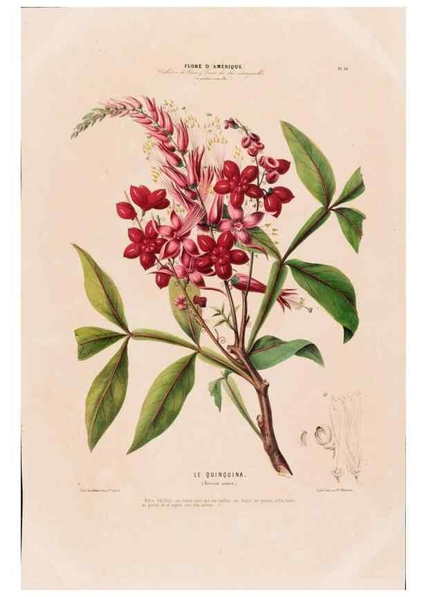 Reproducción/Reproduction 34535516392: Flore d'Amérique,. Paris,Gihaut[1843-1846]