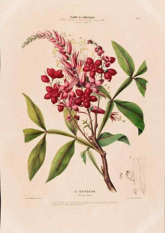 Reproducción/Reproduction 34535516392: Flore d'Amérique,. Paris,Gihaut[1843-1846]