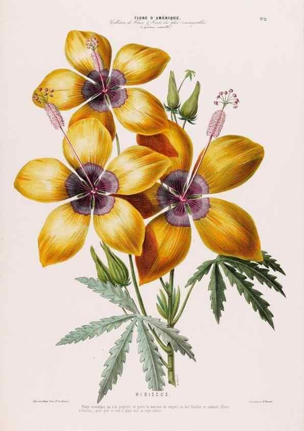 Reproducción/Reproduction 34656837756: Flore d'Amérique,. Paris,Gihaut[1843-1846]