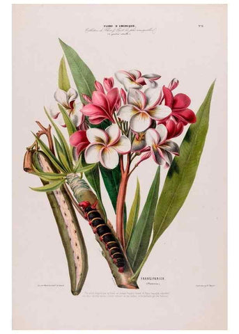 Reproducción/Reproduction 34697128795: Flore d'Amérique,. Paris,Gihaut[1843-1846]