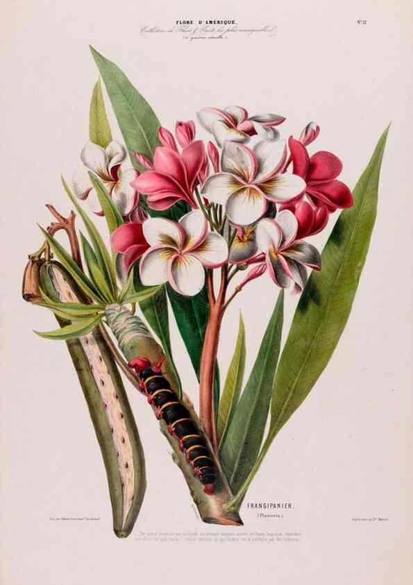 Reproducción/Reproduction 34697128795: Flore d'Amérique,. Paris,Gihaut[1843-1846]