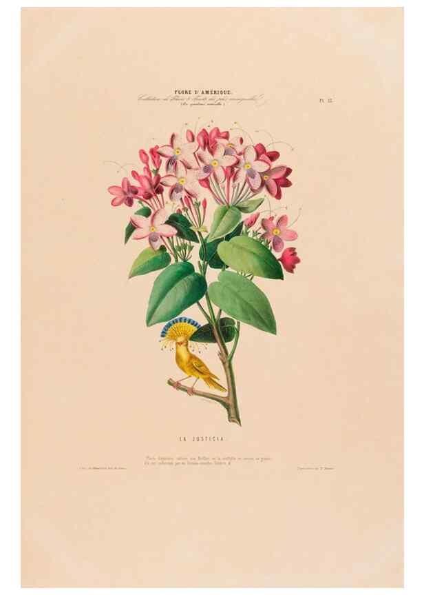 Reproducción/Reproduction 34656845326: Flore d'Amérique,. Paris,Gihaut[1843-1846]