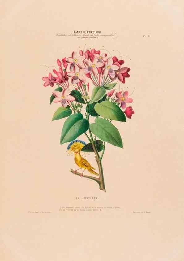 Reproducción/Reproduction 34656845326: Flore d'Amérique,. Paris,Gihaut[1843-1846]