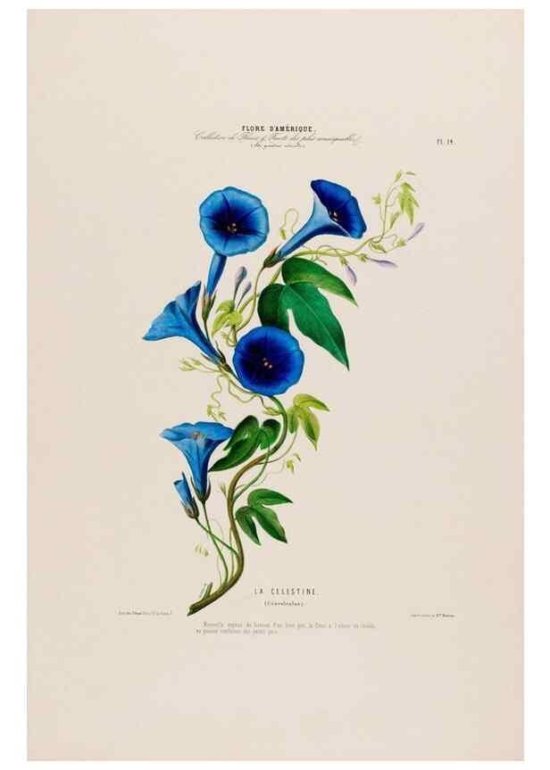 Reproducción/Reproduction 34656847416: Flore d'Amérique,. Paris,Gihaut[1843-1846]