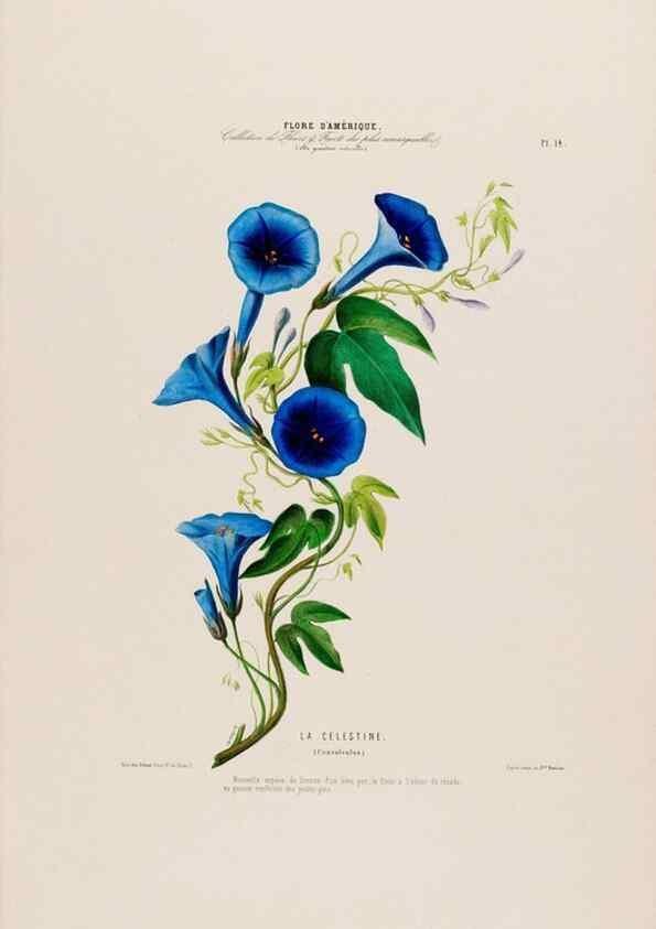 Reproducción/Reproduction 34656847416: Flore d'Amérique,. Paris,Gihaut[1843-1846]