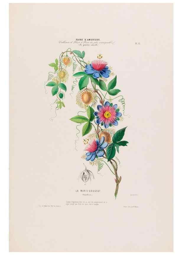 Reproducción/Reproduction 34656849916: Flore d'Amérique,. Paris,Gihaut[1843-1846]