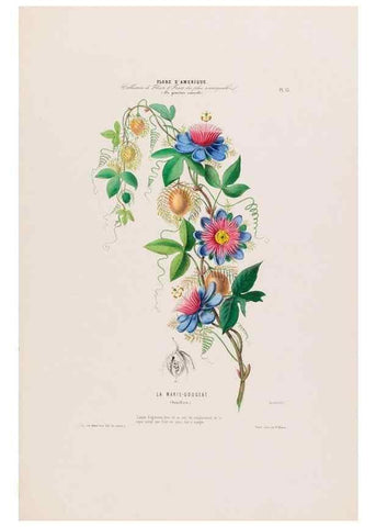 Reproducción/Reproduction 34656849916: Flore d'Amérique,. Paris,Gihaut[1843-1846]