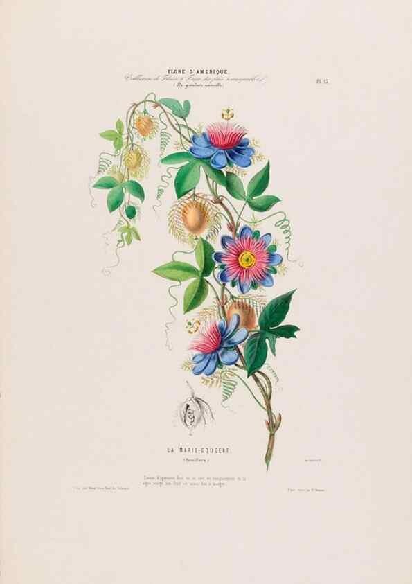 Reproducción/Reproduction 34656849916: Flore d'Amérique,. Paris,Gihaut[1843-1846]