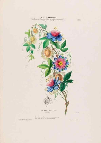Reproducción/Reproduction 34656849916: Flore d'Amérique,. Paris,Gihaut[1843-1846]