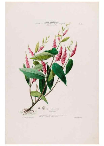 Reproducción/Reproduction 34656852206: Flore d'Amérique,. Paris,Gihaut[1843-1846]