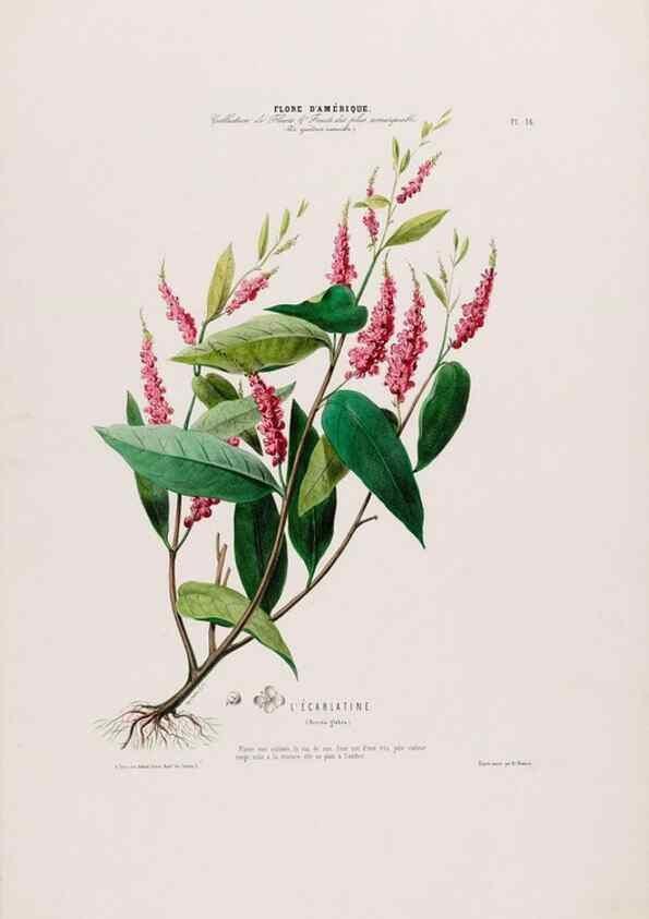 Reproducción/Reproduction 34656852206: Flore d'Amérique,. Paris,Gihaut[1843-1846]