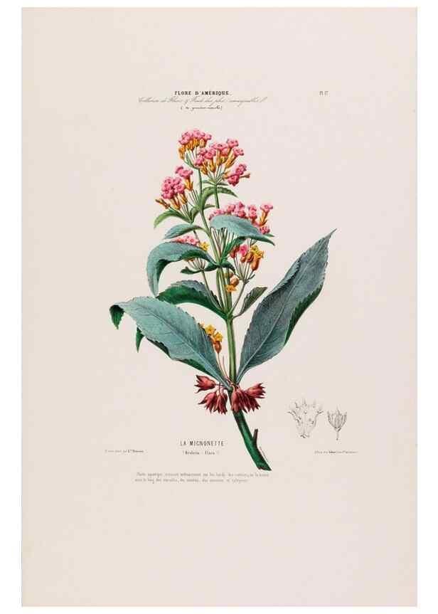 Reproducción/Reproduction 34656854306: Flore d'Amérique,. Paris,Gihaut[1843-1846]