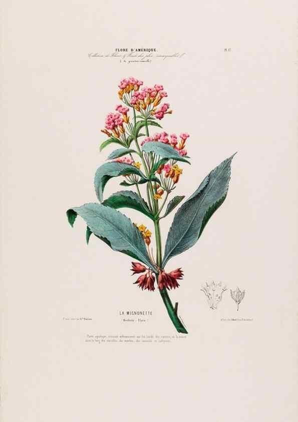Reproducción/Reproduction 34656854306: Flore d'Amérique,. Paris,Gihaut[1843-1846]