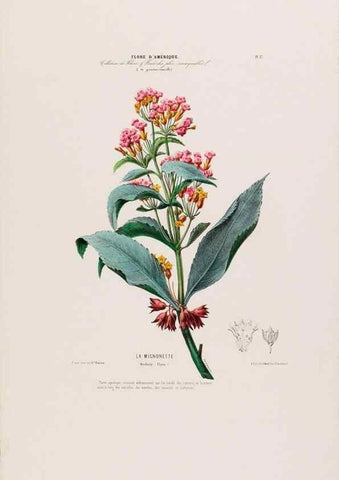 Reproducción/Reproduction 34656854306: Flore d'Amérique,. Paris,Gihaut[1843-1846]