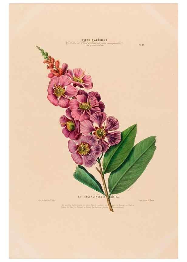 Reproducción/Reproduction 34535555662: Flore d'Amérique,. Paris,Gihaut[1843-1846]