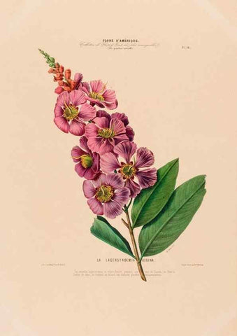 Reproducción/Reproduction 34535555662: Flore d'Amérique,. Paris,Gihaut[1843-1846]