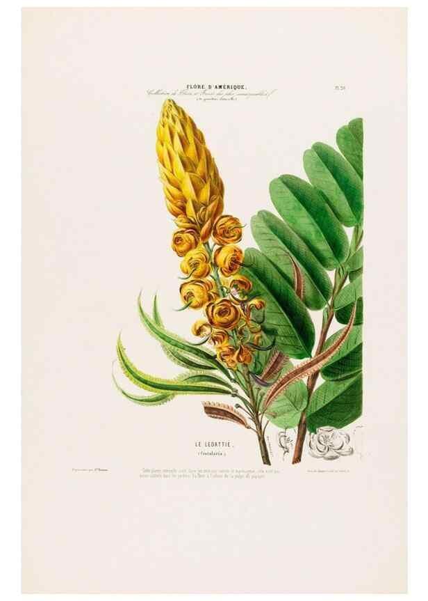 Reproducción/Reproduction 33854885744: Flore d'Amérique,. Paris,Gihaut[1843-1846]