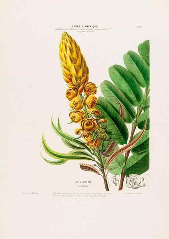 Reproducción/Reproduction 33854885744: Flore d'Amérique,. Paris,Gihaut[1843-1846]