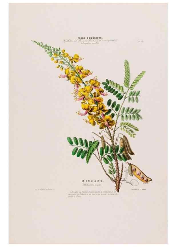 Reproducción/Reproduction 33854889644: Flore d'Amérique,. Paris,Gihaut[1843-1846]