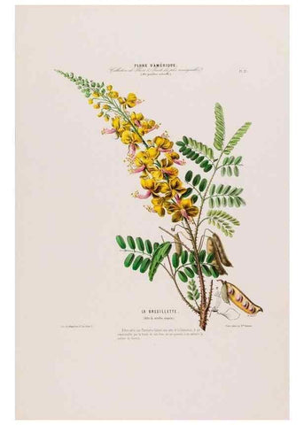 Reproducción/Reproduction 33854889644: Flore d'Amérique,. Paris,Gihaut[1843-1846]