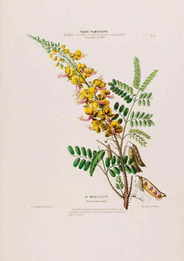 Reproducción/Reproduction 33854889644: Flore d'Amérique,. Paris,Gihaut[1843-1846]