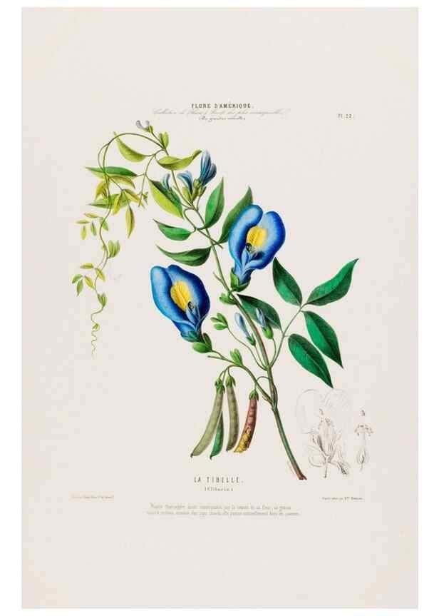 Reproducción/Reproduction 33854893574: Flore d'Amérique,. Paris,Gihaut[1843-1846]